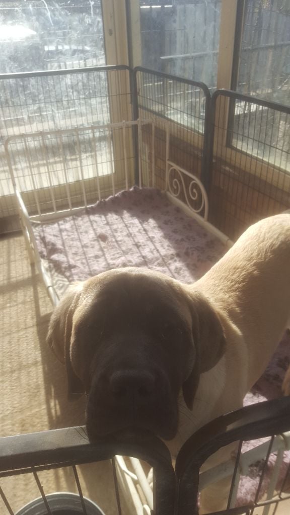 Publication : des Mastiffs d'Enfer