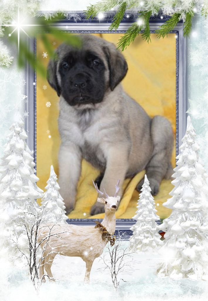 Publication : des Mastiffs d'Enfer