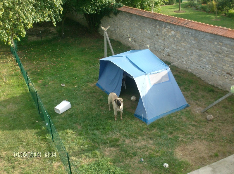 Publication : des Mastiffs d'Enfer