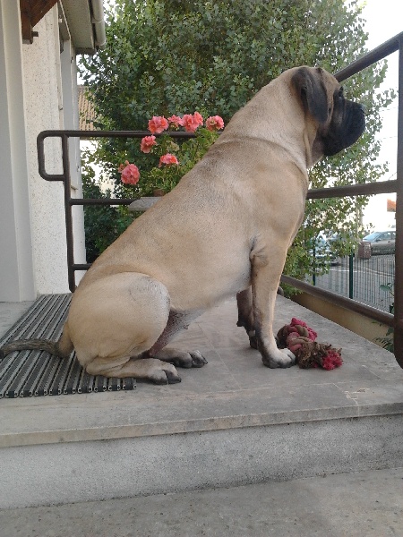 GaÏa gabrielle des Mastiffs d'Enfer