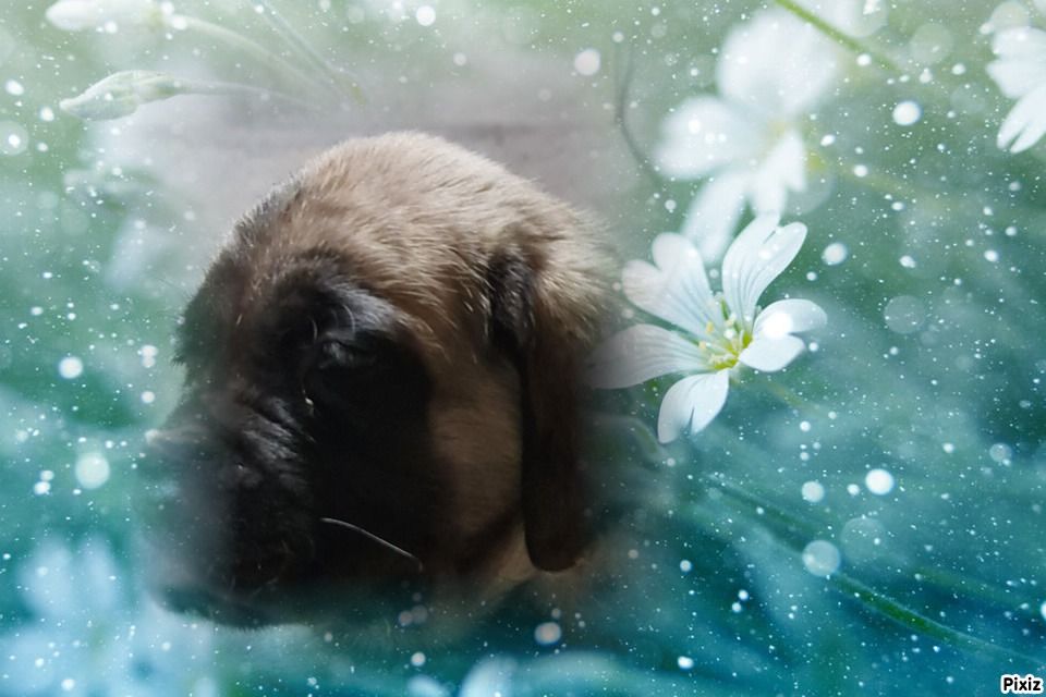 Publication : des Mastiffs d'Enfer