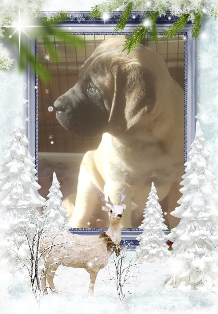 Publication : des Mastiffs d'Enfer