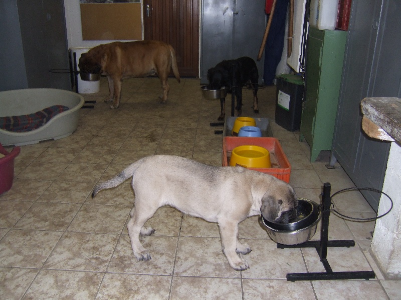 GaÏa gabrielle des Mastiffs d'Enfer