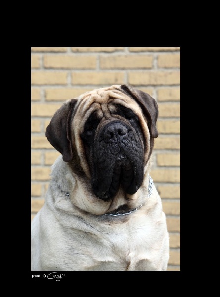 Publication : des Mastiffs d'Enfer