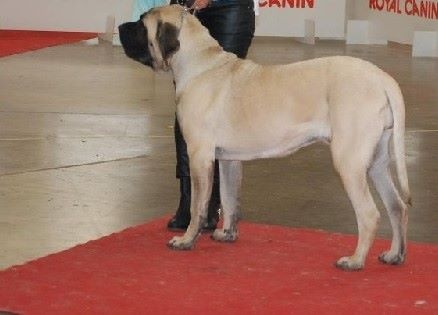 CH. Liberty des Mastiffs d'Enfer