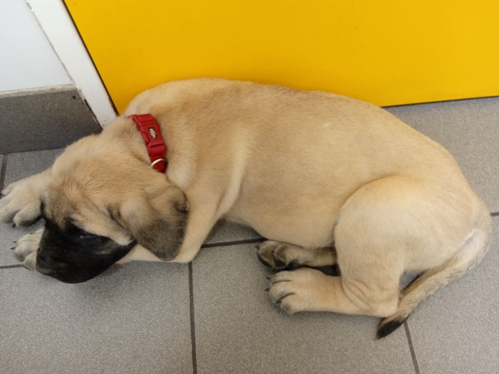 Tchiro tiger des Mastiffs d'Enfer