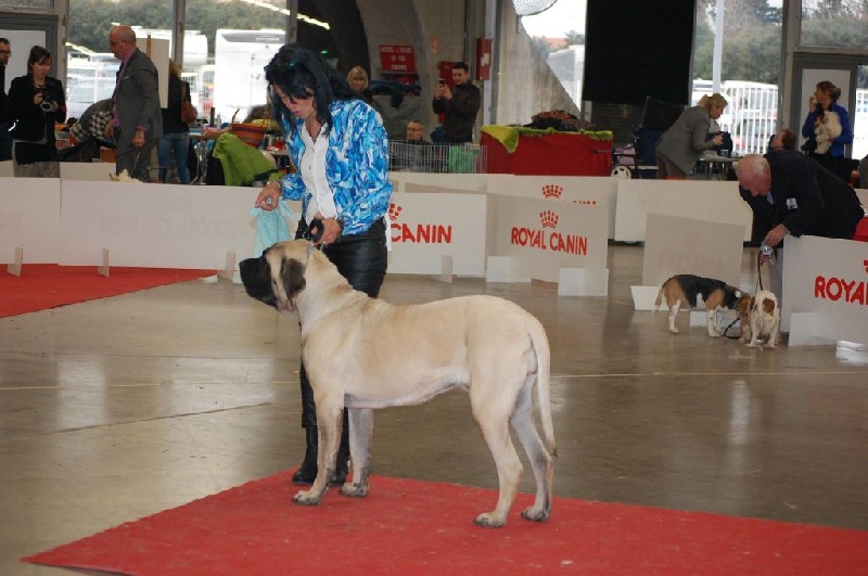 CH. Liberty des Mastiffs d'Enfer