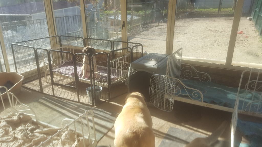 Publication : des Mastiffs d'Enfer