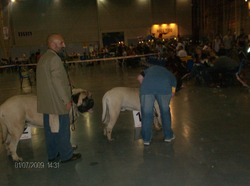 Publication : des Mastiffs d'Enfer