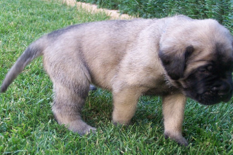 CH. Liberty des Mastiffs d'Enfer