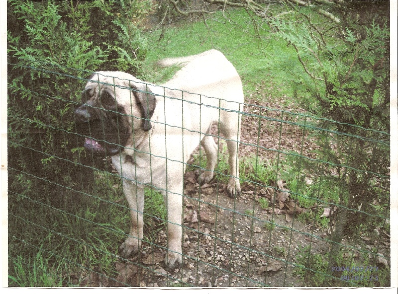 Publication : des Mastiffs d'Enfer