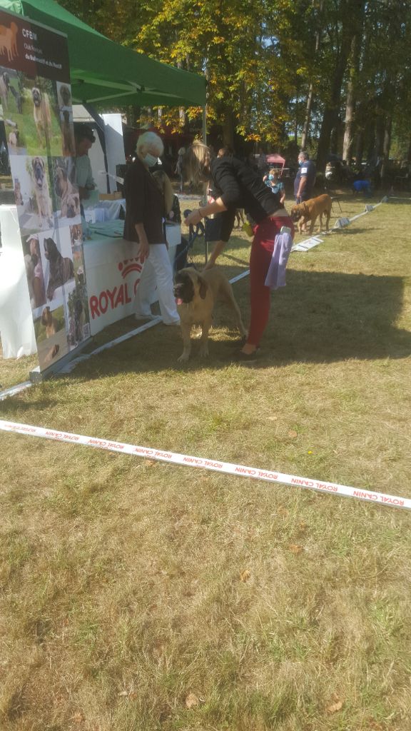 Riya - ness des Mastiffs d'Enfer