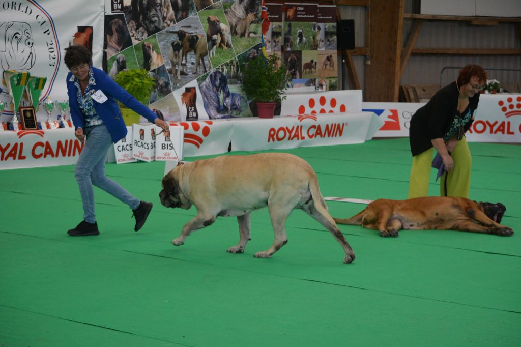 CH. Liberty des Mastiffs d'Enfer