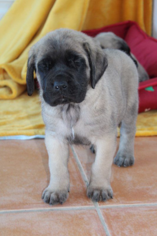 Publication : des Mastiffs d'Enfer