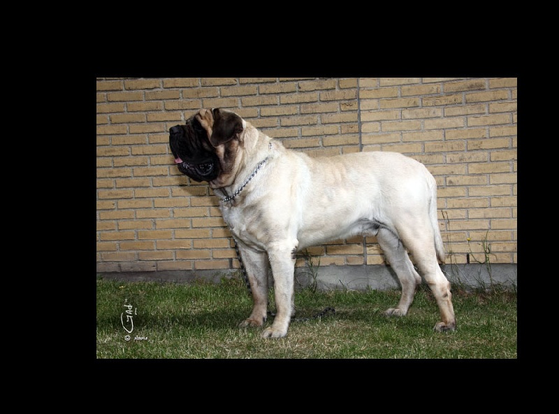 Publication : des Mastiffs d'Enfer