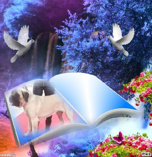 CH. Liberty des Mastiffs d'Enfer