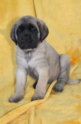 Publication : des Mastiffs d'Enfer