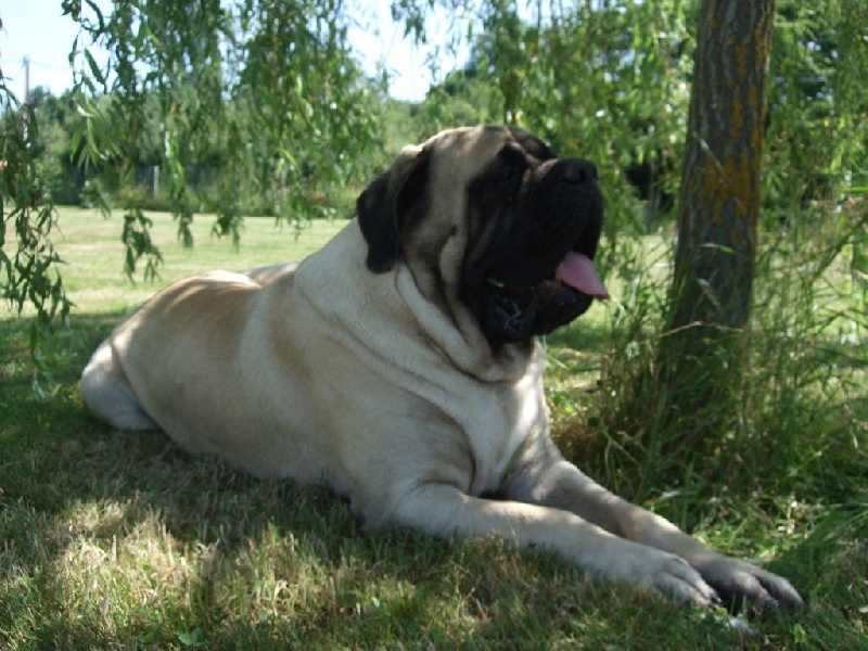 Gabin bachkir des Mastiffs d'Enfer