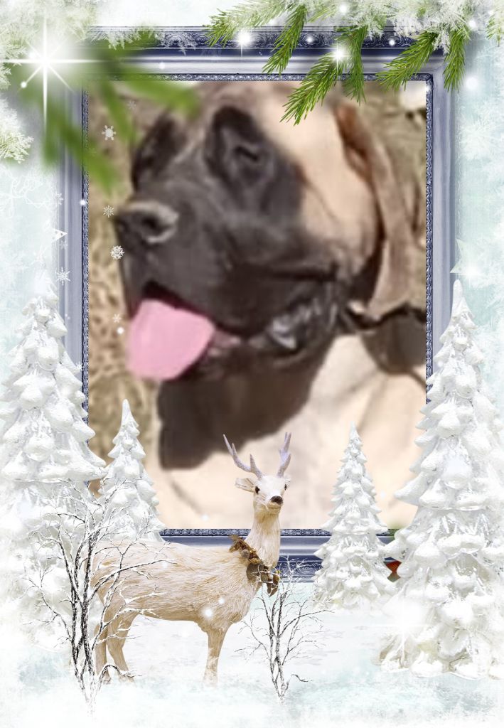 Publication : des Mastiffs d'Enfer