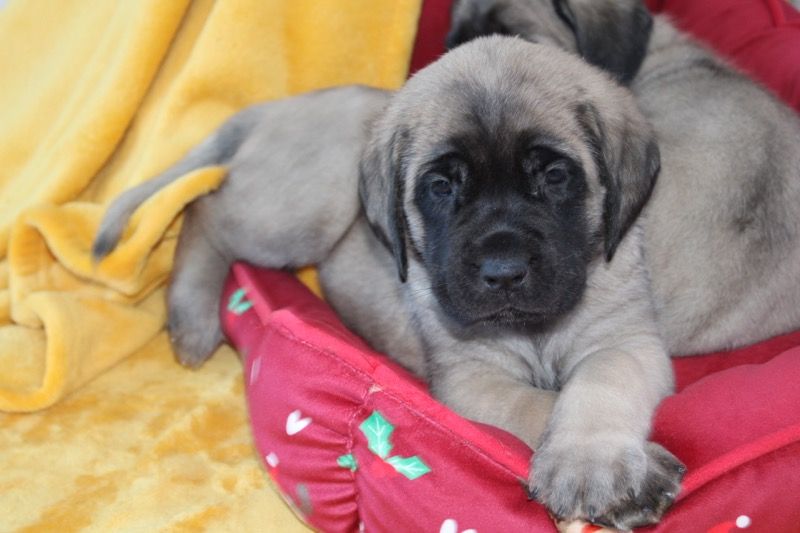 Publication : des Mastiffs d'Enfer