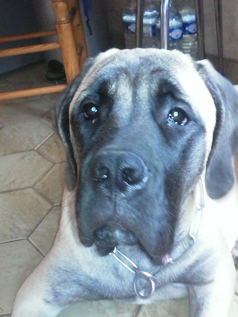 Publication : Des Molosses De Beaupuits