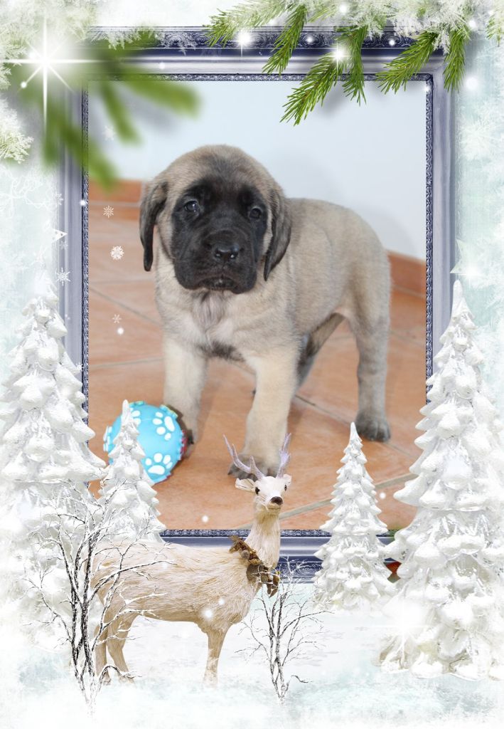 Publication : des Mastiffs d'Enfer