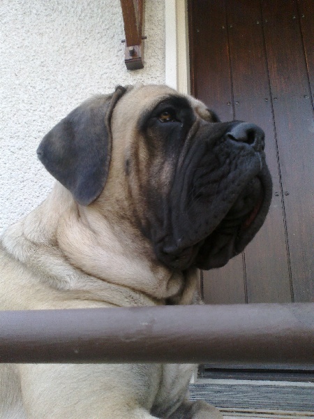 GaÏa gabrielle des Mastiffs d'Enfer