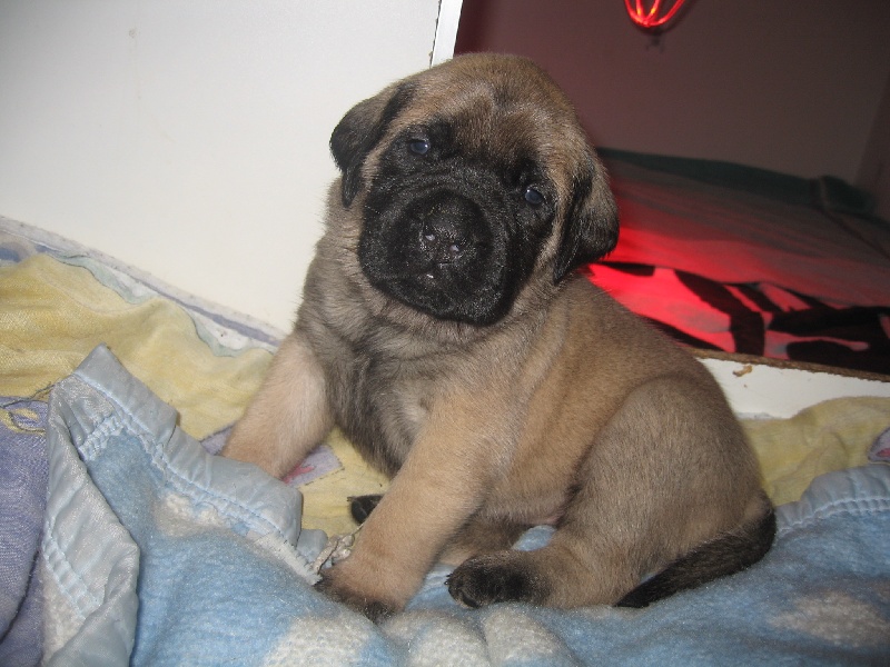 GaÏa gabrielle des Mastiffs d'Enfer