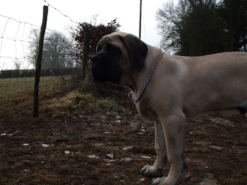Gabin bachkir des Mastiffs d'Enfer