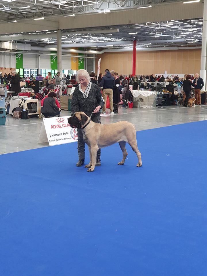 Publication : Des Molosses De Beaupuits