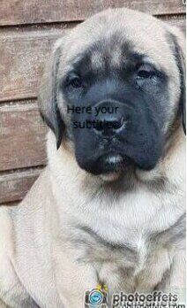 Publication : Des Molosses De Beaupuits