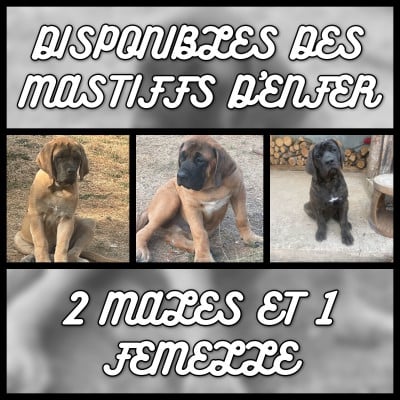 des Mastiffs d'Enfer