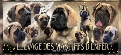 des Mastiffs d'Enfer