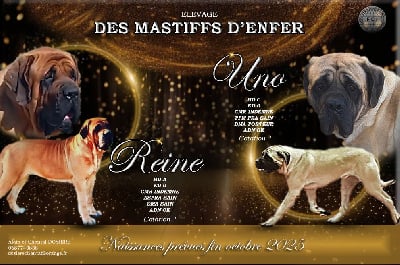 des Mastiffs d'Enfer