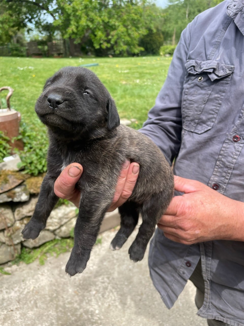 Mastiff - des Mastiffs d'Enfer