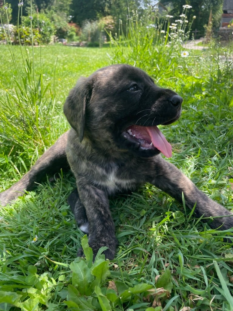 Mastiff - des Mastiffs d'Enfer