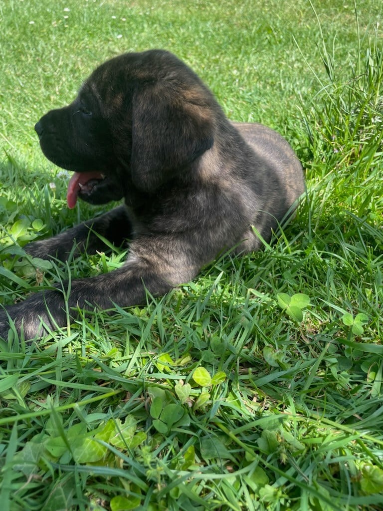 FEM BRINGEE - Mastiff
