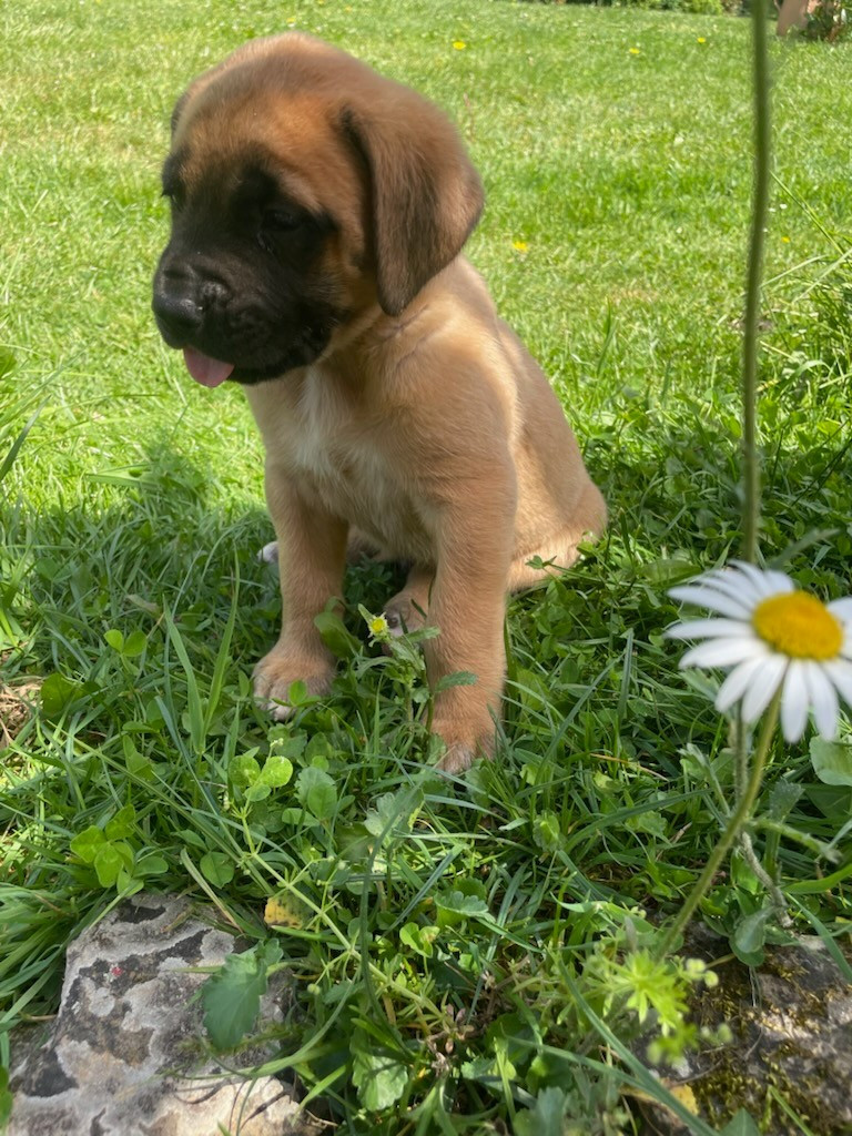 MALE FAUVE - Mastiff