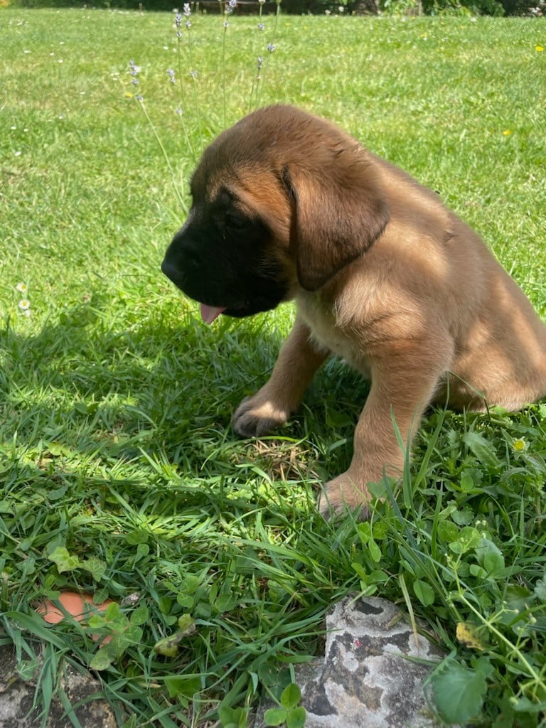 MALE FAUVE ABRICOT - Mastiff