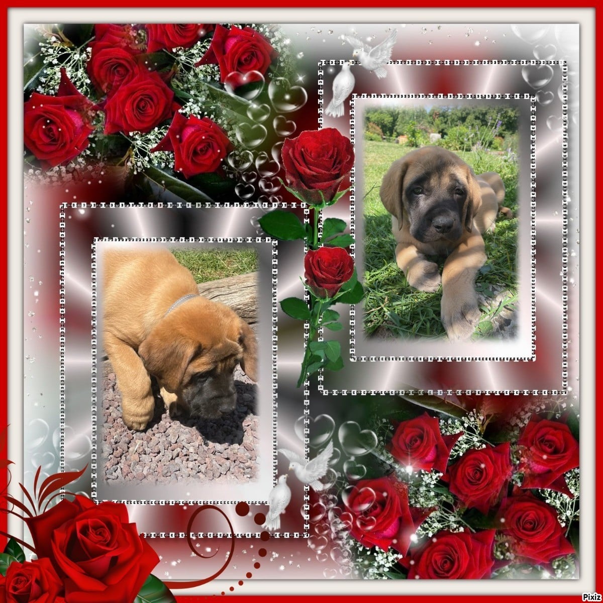 BART MALE ABRICOT COLLIER GRIS - Mastiff