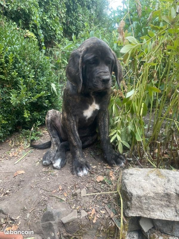 Mastiff - des Mastiffs d'Enfer
