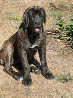 Mastiff - des Mastiffs d'Enfer