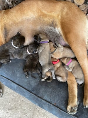 Les chiots de Mastiff