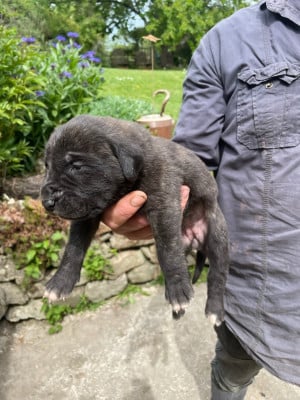 Les chiots de Mastiff