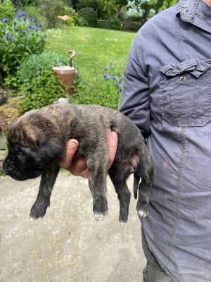 Les chiots de Mastiff