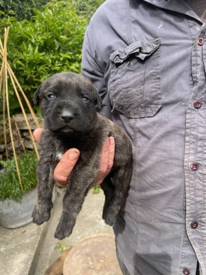 Les chiots de Mastiff