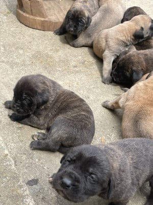 Les chiots de Mastiff