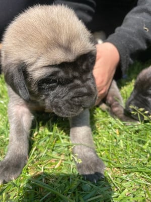 Les chiots de Mastiff