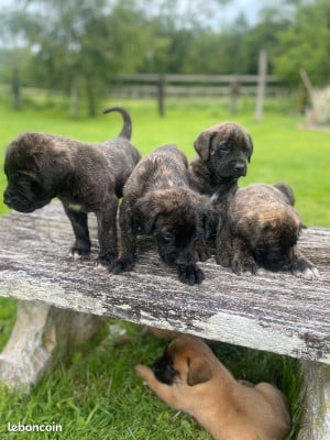Les chiots de Mastiff