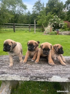 Les chiots de Mastiff